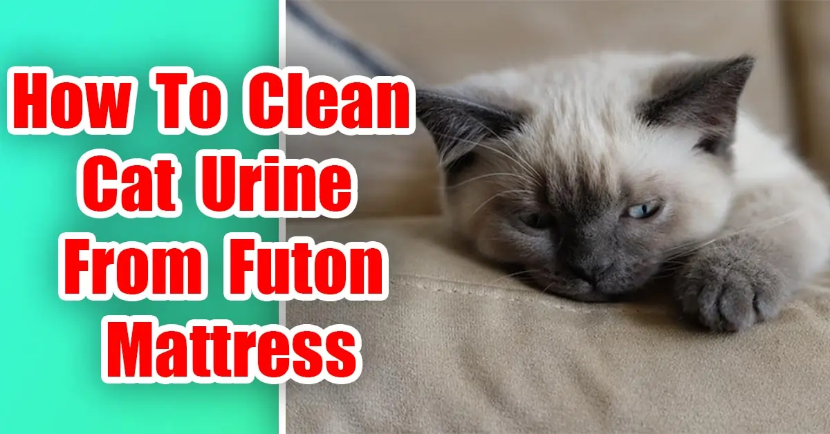 How To Clean Cat Urine From Futon Mattress