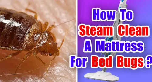 How To Steam Clean A Mattress For Bed Bugs