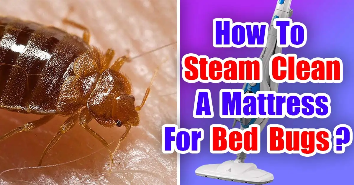 How To Steam Clean A Mattress For Bed Bugs